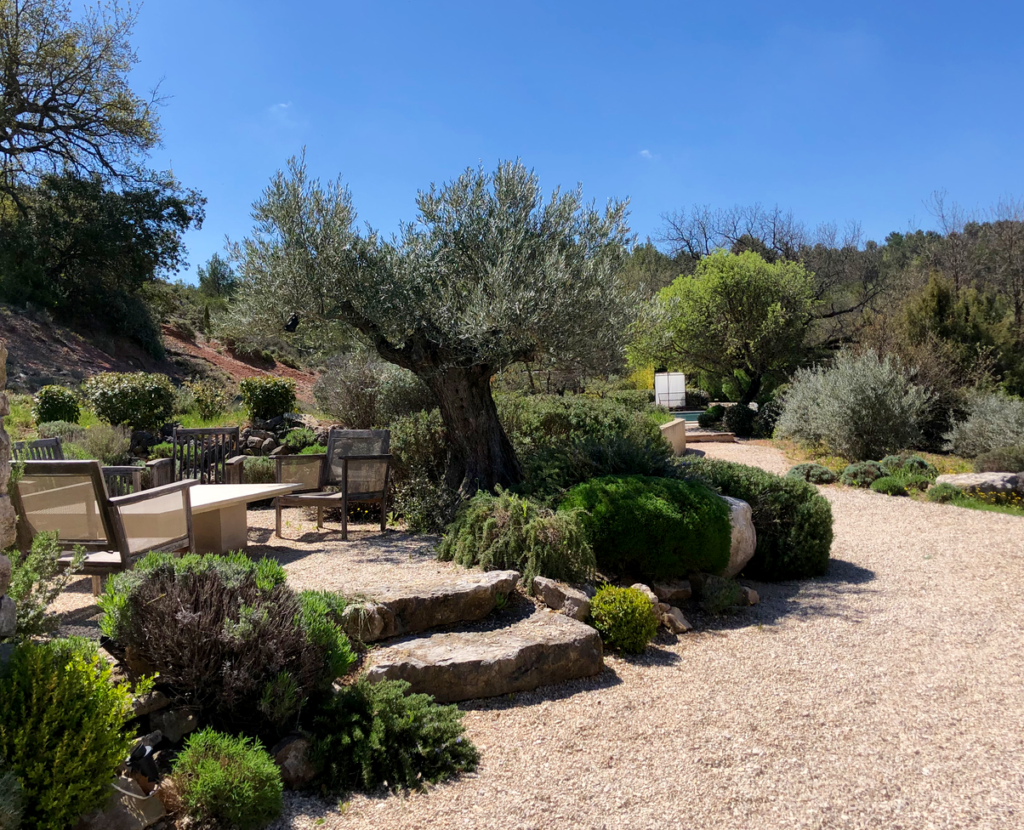 paysage de Provence terrasse, chemin bordé d'Oliviers et lavandes