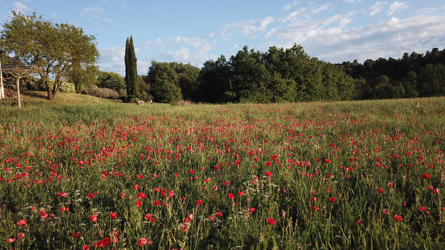 champ de coquelicots